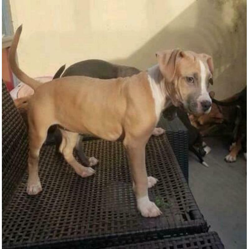 stafford pitbull pup teef