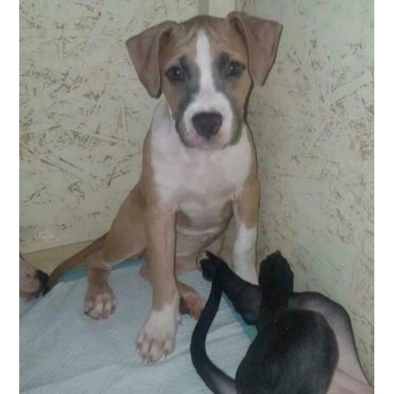stafford pitbull pup teef