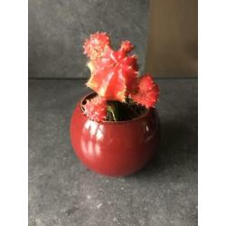 Cactus in potje