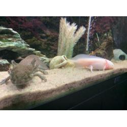 2 Axolotl's (wit en wildkleur) - Geboren juni '19 - 15 cm