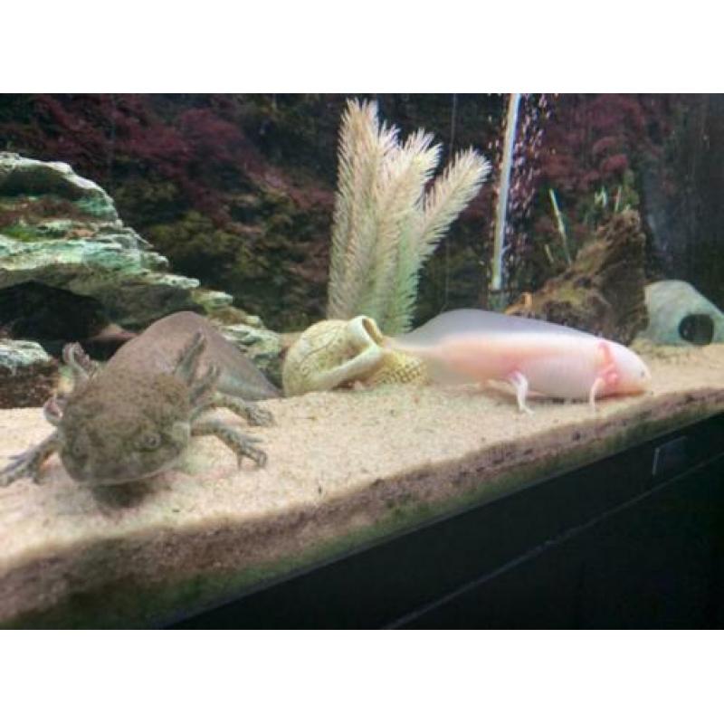 2 Axolotl's (wit en wildkleur) - Geboren juni '19 - 15 cm