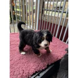 Raszuivere Berner sennen pup met stamboom
