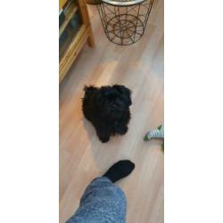 Super lieve Shih Tzu, 3,5 maand, teefje, zwart
