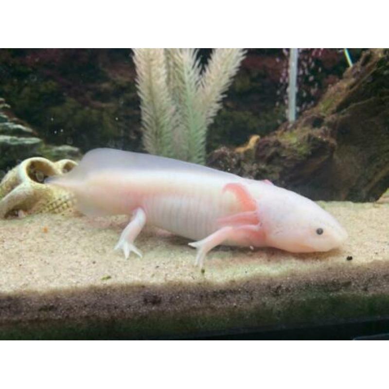 2 Axolotl's (wit en wildkleur) - Geboren juni '19 - 15 cm