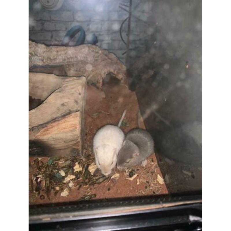 2 Mongoolse Gerbil ratjes