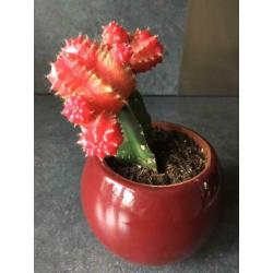 Cactus in potje