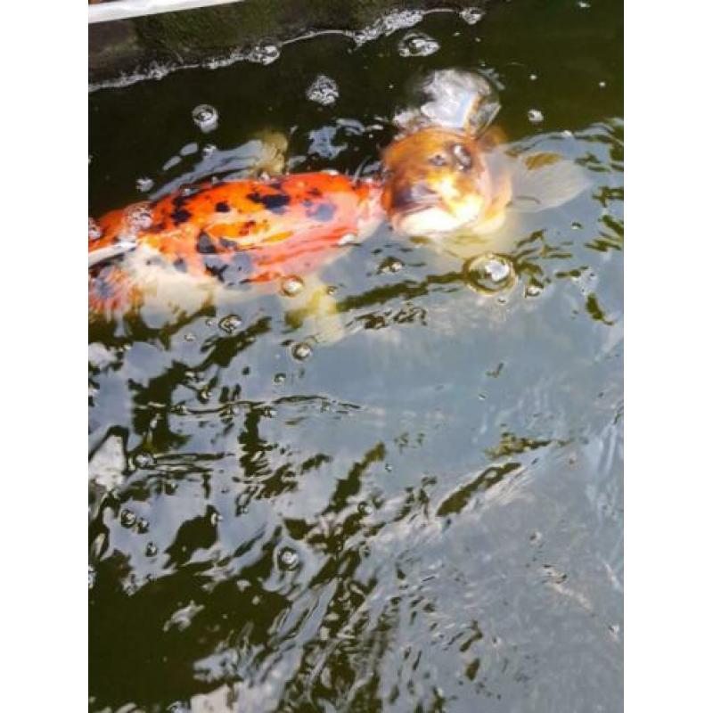 5 koi's en 1 steur