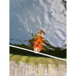 5 koi's en 1 steur