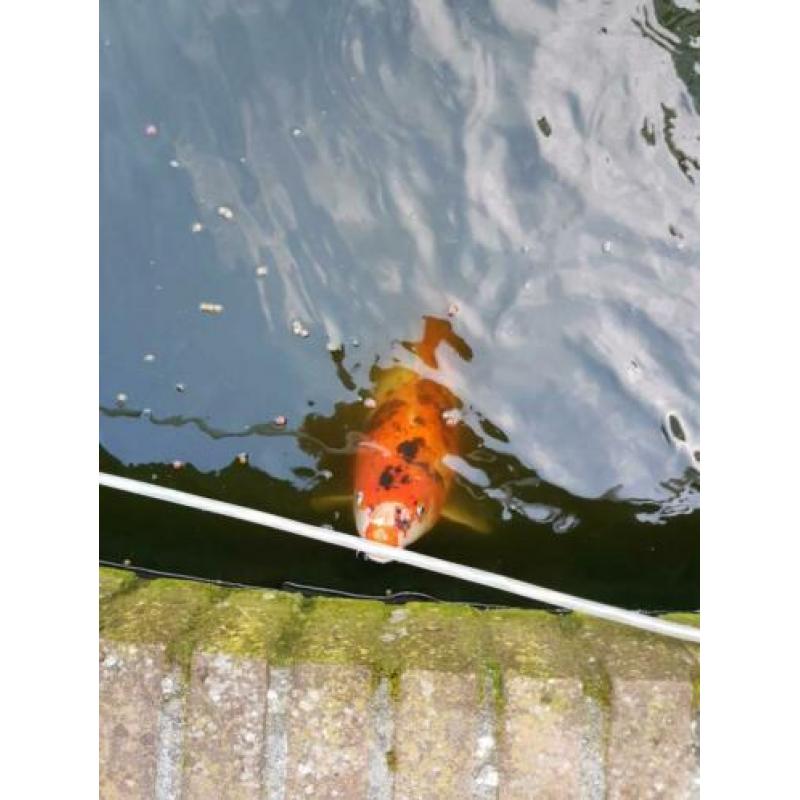 5 koi's en 1 steur