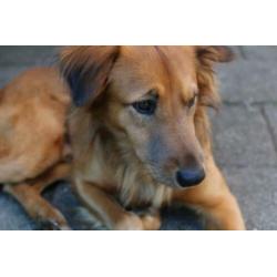 Lieve hond