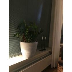 3 stuks luxaflex