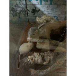 2 Mongoolse Gerbil ratjes