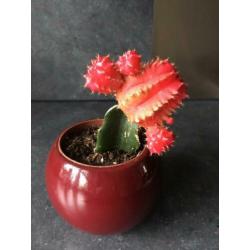 Cactus in potje