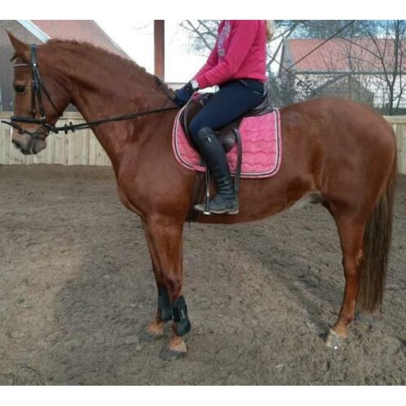 Bloedmooie brave bijna 12 jr ruin van ca 1.67 mtr
