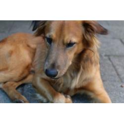 Lieve hond