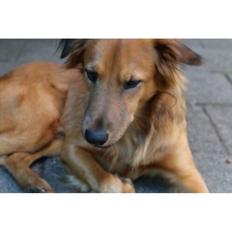 Lieve hond