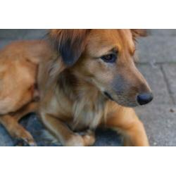 Lieve hond