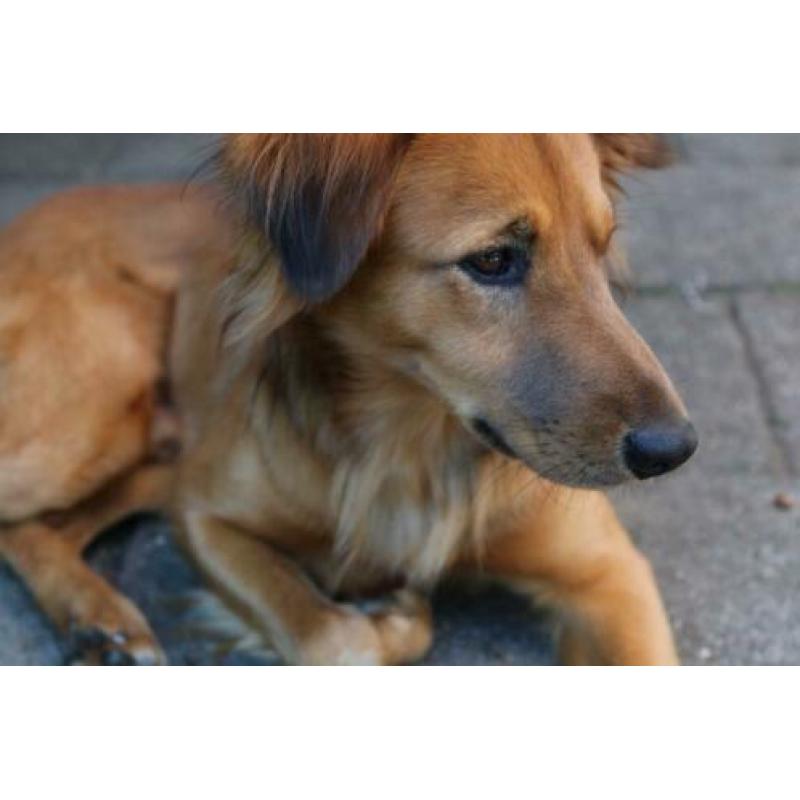Lieve hond