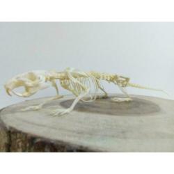 Skelet bruine rat