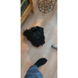 Super lieve Shih Tzu, 3,5 maand, teefje, zwart