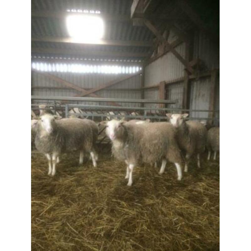 Flevolander schapen te koop