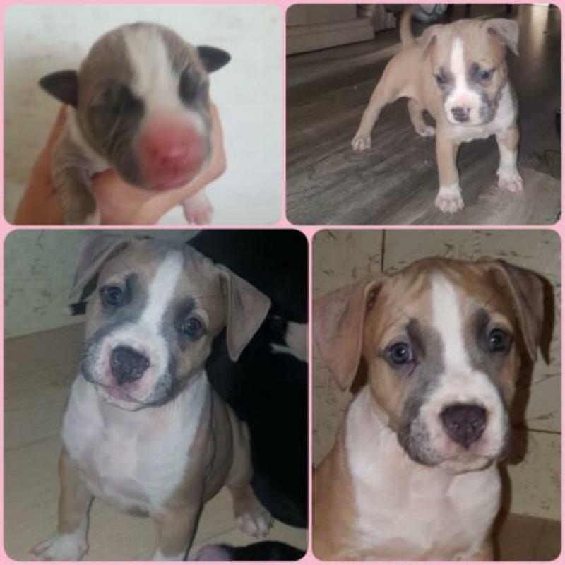 stafford pitbull pup teef