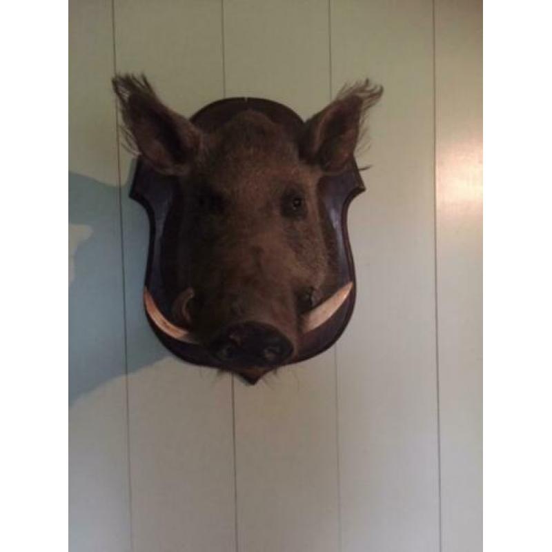 opgezette dieren