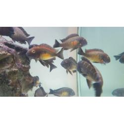 Golden Tropheus Kalambo