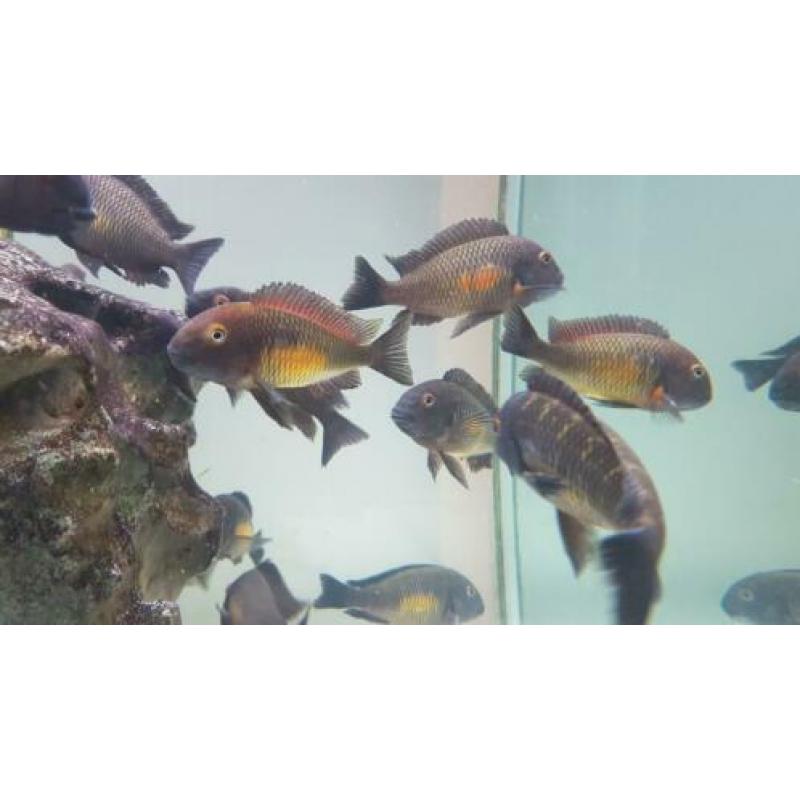 Golden Tropheus Kalambo