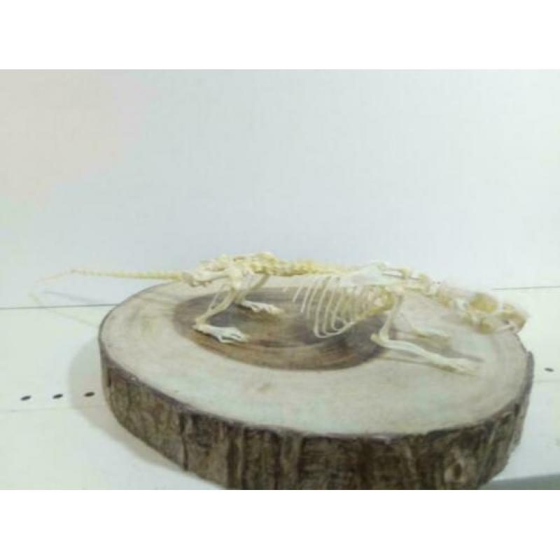 Skelet bruine rat
