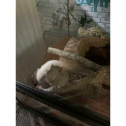 2 Mongoolse Gerbil ratjes