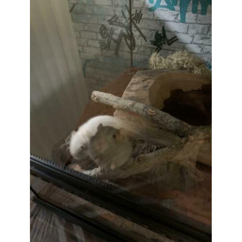 2 Mongoolse Gerbil ratjes
