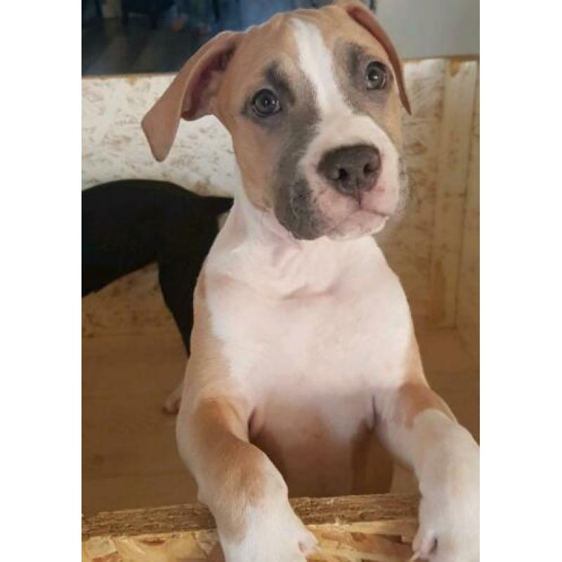 stafford pitbull pup teef