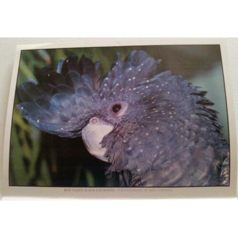 Australian Birds Calendar 2003