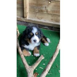 Raszuivere Berner sennen pup met stamboom