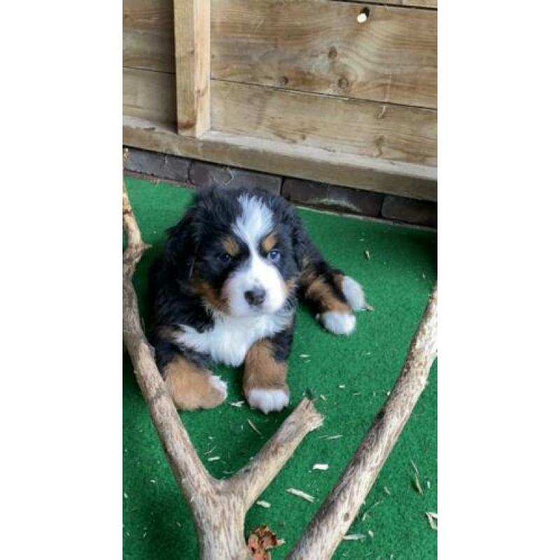Raszuivere Berner sennen pup met stamboom