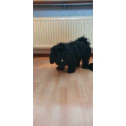 Super lieve Shih Tzu, 3,5 maand, teefje, zwart