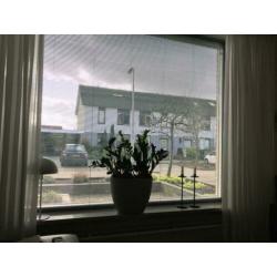 3 stuks luxaflex