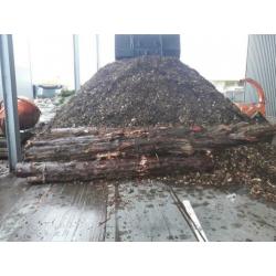 Taxus stam 3x