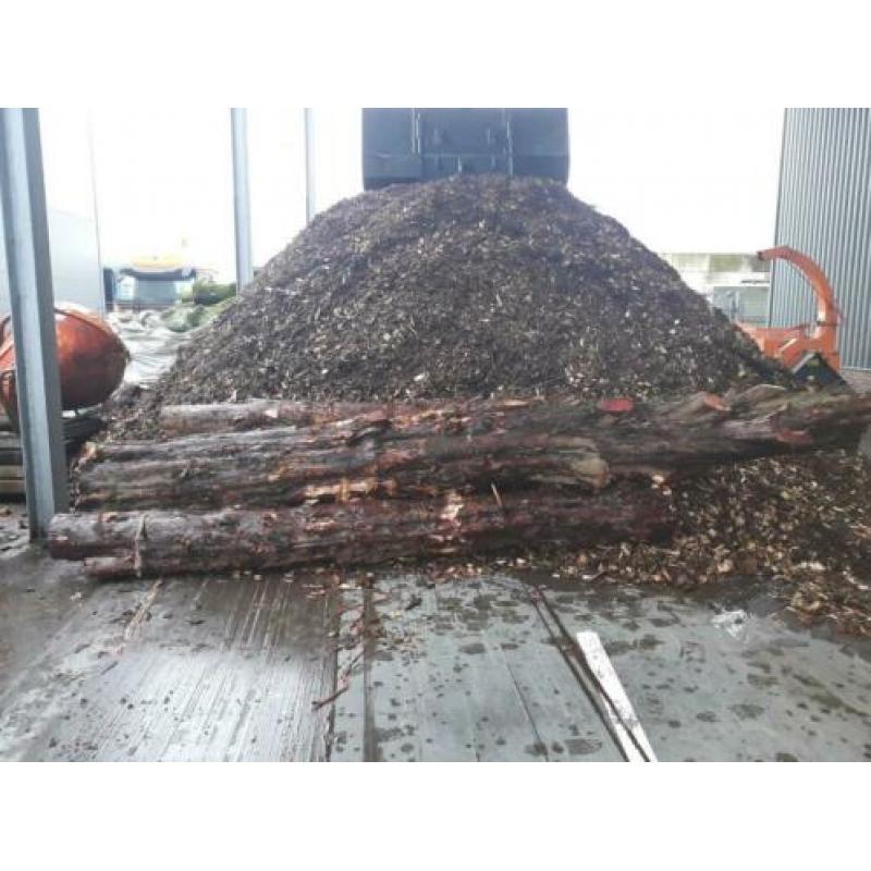Taxus stam 3x