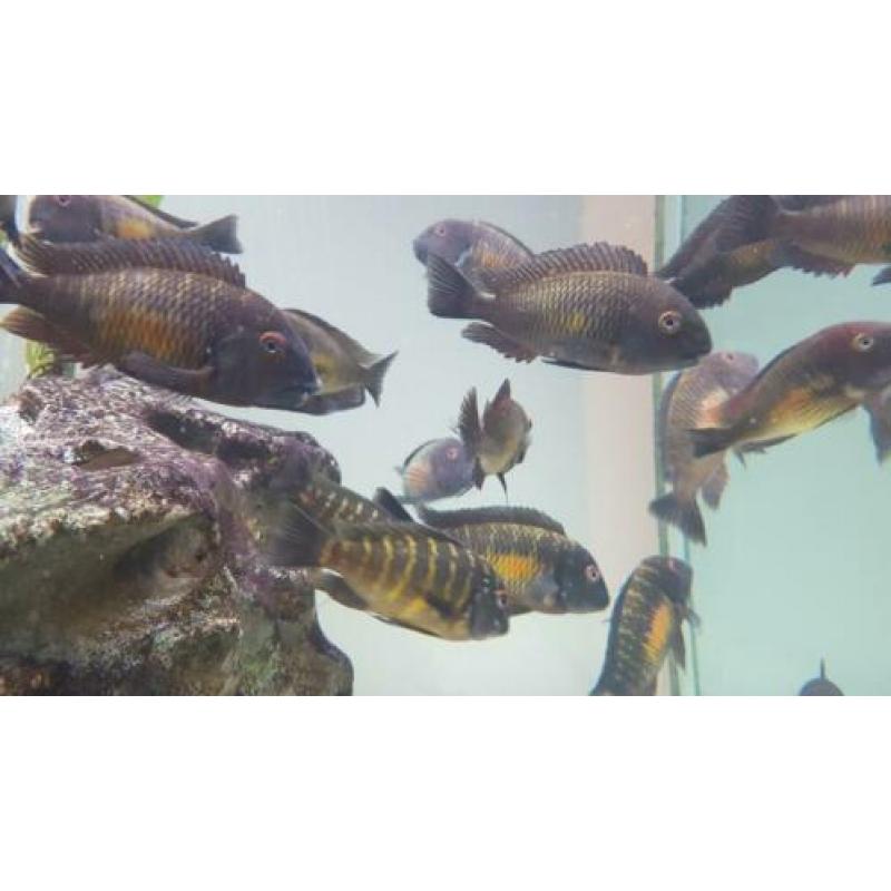Golden Tropheus Kalambo