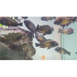 Golden Tropheus Kalambo