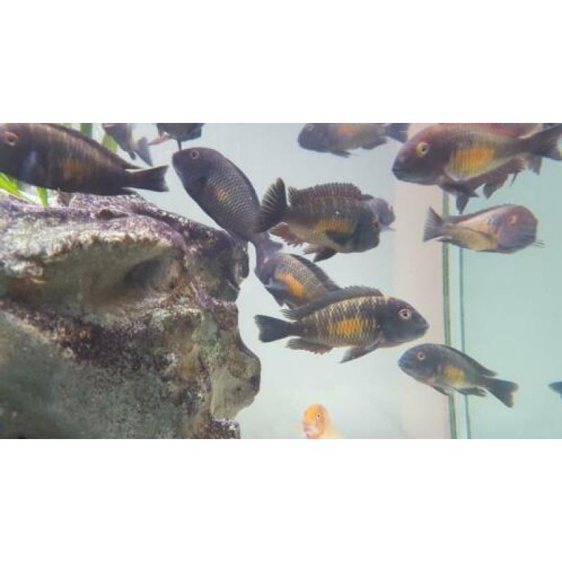 Golden Tropheus Kalambo