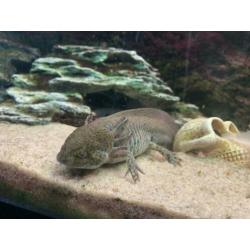 2 Axolotl's (wit en wildkleur) - Geboren juni '19 - 15 cm