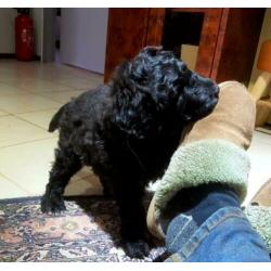 Lieve blije speelse pup. ,Bouvier x koningspoedel
