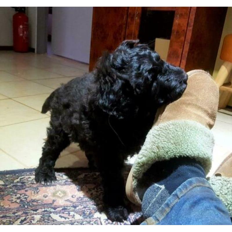 Lieve blije speelse pup. ,Bouvier x koningspoedel
