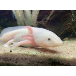 2 Axolotl's (wit en wildkleur) - Geboren juni '19 - 15 cm