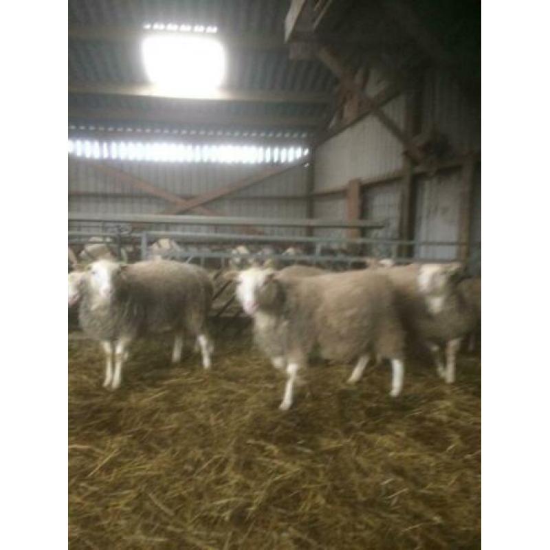 Flevolander schapen te koop