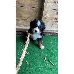 Raszuivere Berner sennen pup met stamboom