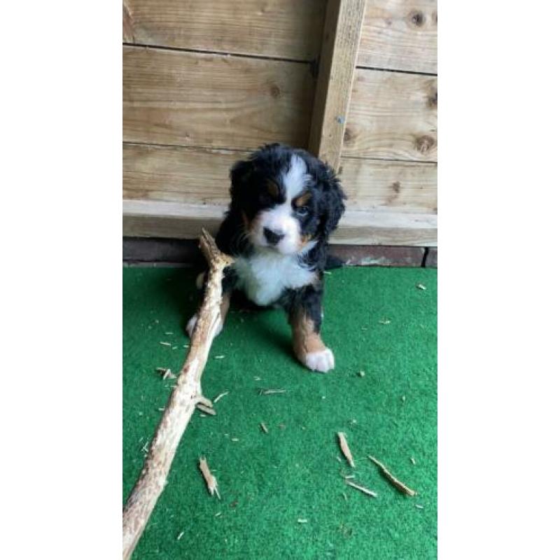 Raszuivere Berner sennen pup met stamboom